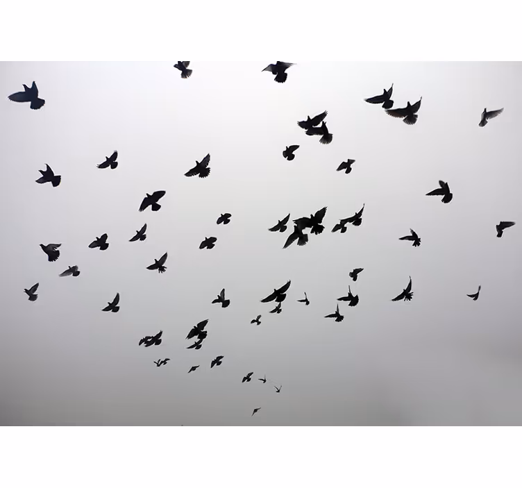 Store enrouleur blanc image esthétique d'oiseaux à l'ombre - TenStickers