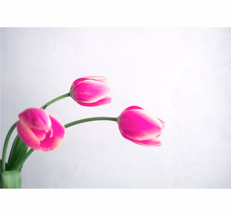 Store enrouleur blanc trois tulipes fond blanc - TenStickers