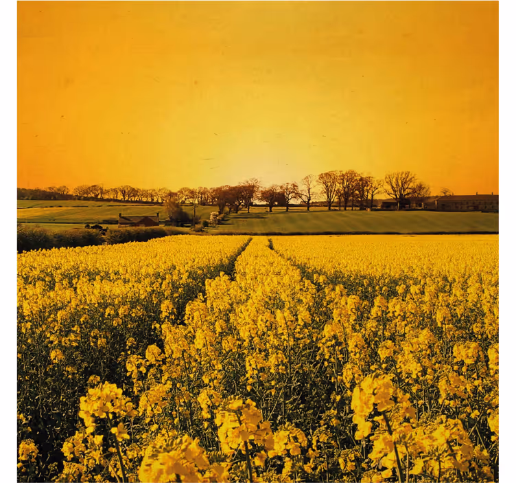 Store enrouleur bureau champ de fleurs jaunes - TenStickers