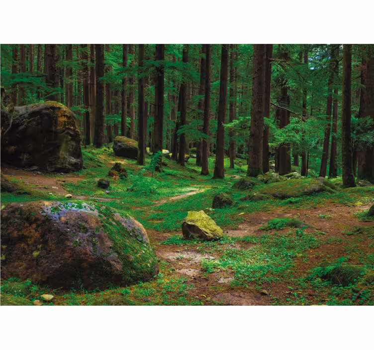 Store enrouleur bureau forêt verte avec arbres - TenStickers