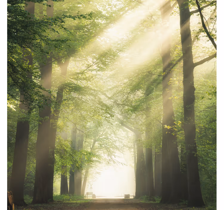 Store enrouleur bureau forêt verte avec soleil - TenStickers