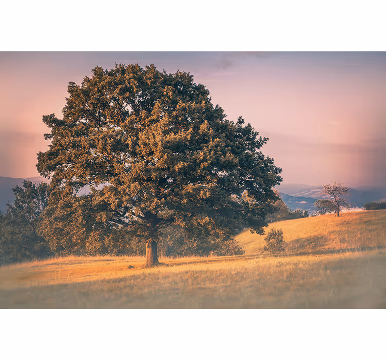 Store enrouleur bureau style cottagecore arbre ancien - TenStickers