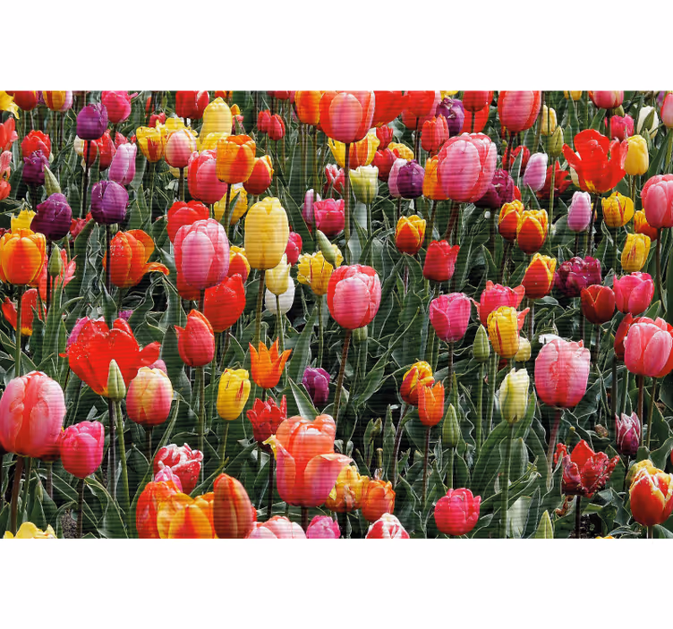 Store enrouleur bureau tulipes multiples dans un champ - TenStickers