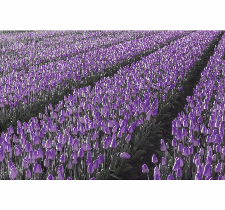 Store enrouleur bureau champ de tulipes - TenStickers