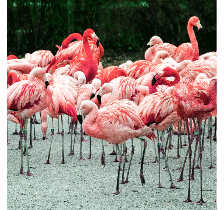 Store enrouleur bureau flamants roses sur l'eau - TenStickers