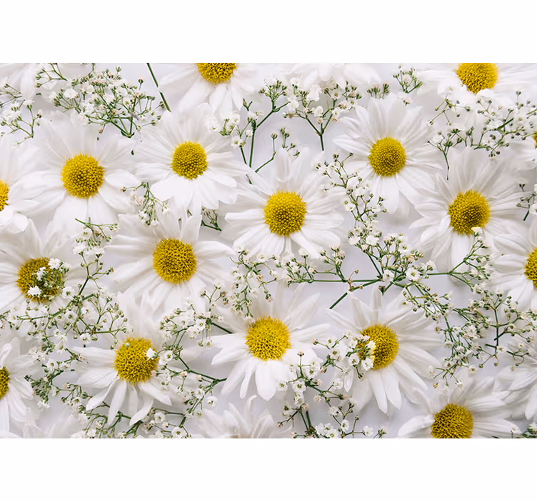 Store enrouleur bureau fleur marguerite - TenStickers