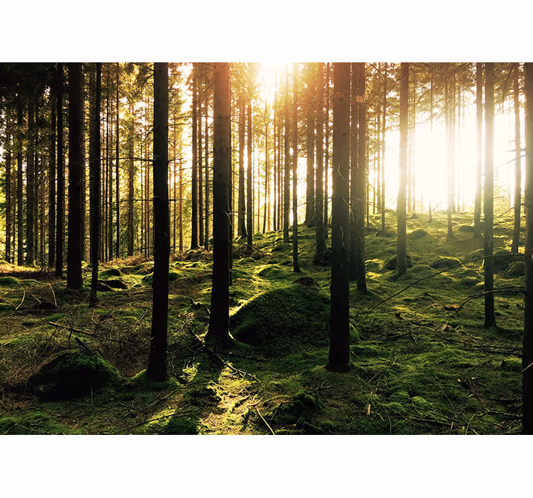 Store enrouleur bureau forêt ensoleillée - TenStickers