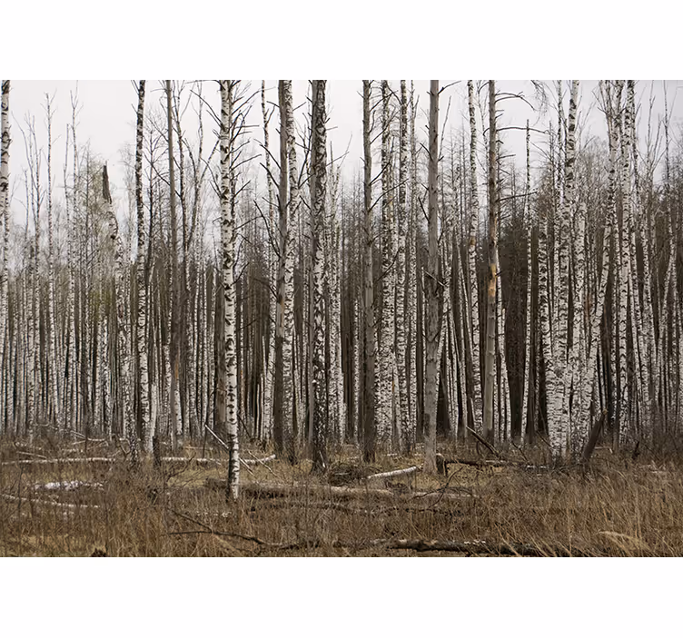 Store enrouleur bureau forêt de bouleaux gris - TenStickers