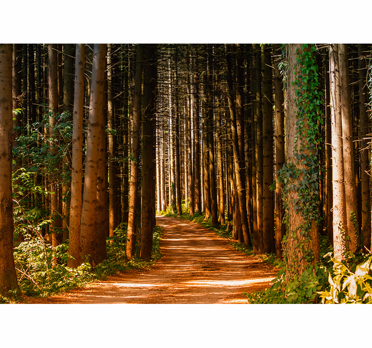 Store enrouleur bureau chemin forestier 3d - TenStickers