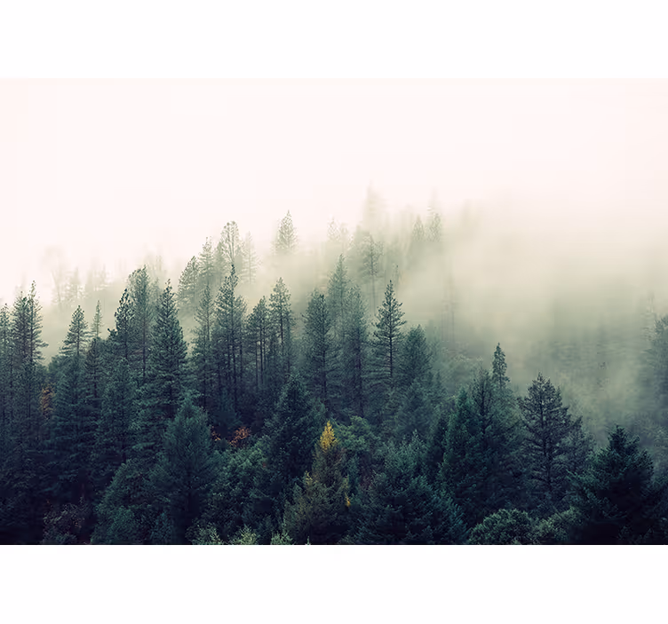 Store enrouleur bureau forêt brumeuse - TenStickers