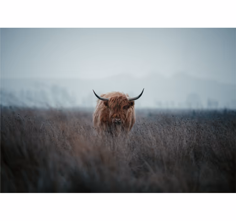Store enrouleur bureau vache des highlands - TenStickers