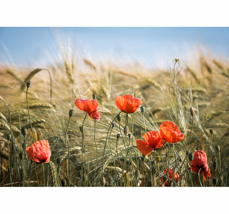 Store enrouleur bureau coquelicots dans le blé d'été - TenStickers