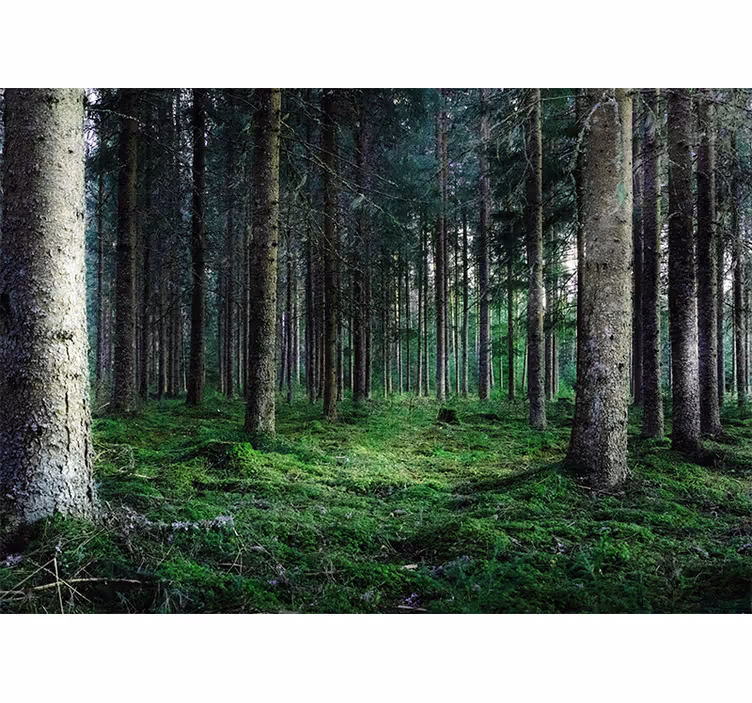 Store enrouleur bureau forêt tropicale humide - TenStickers