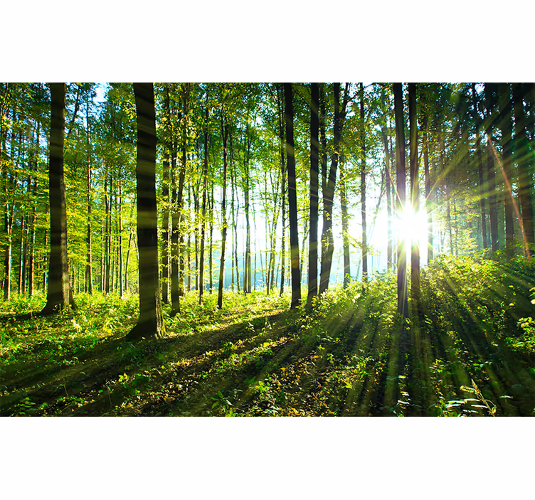 Store enrouleur bureau paysage forestier lumineux - TenStickers