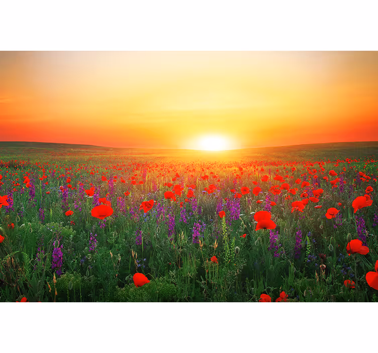 Store enrouleur bureau champ de coquelicots au soleil - TenStickers