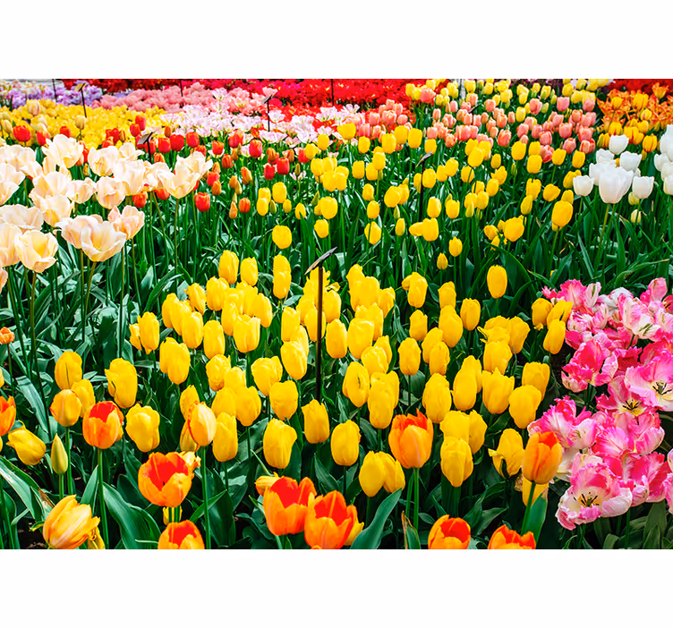 Store enrouleur bureau fleurs de tulipe - TenStickers