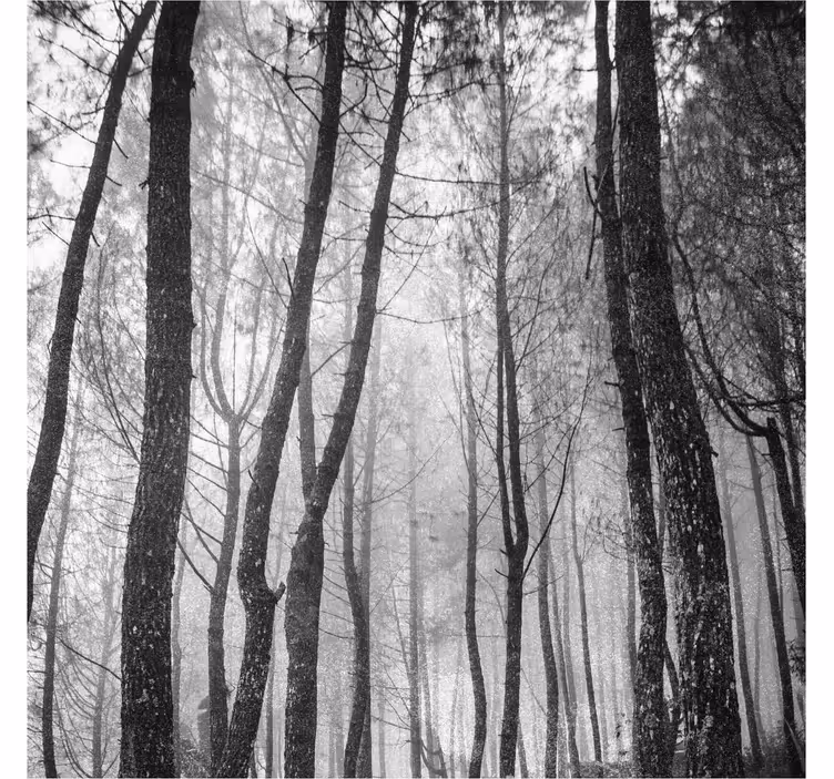 Store enrouleur bureau forêt brumeuse vue du ciel - TenStickers