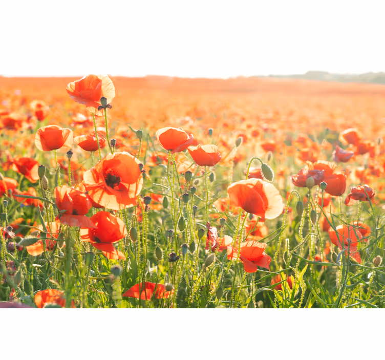 Store enrouleur bureau coquelicots rouges champ ensoleillé - TenStickers