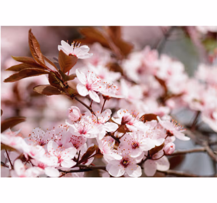 Store enrouleur bureau fleurs de cerisier - TenStickers
