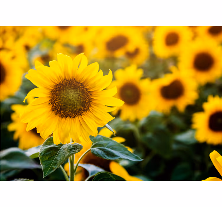 Store enrouleur bureau champ de tournesols en gros plan - TenStickers