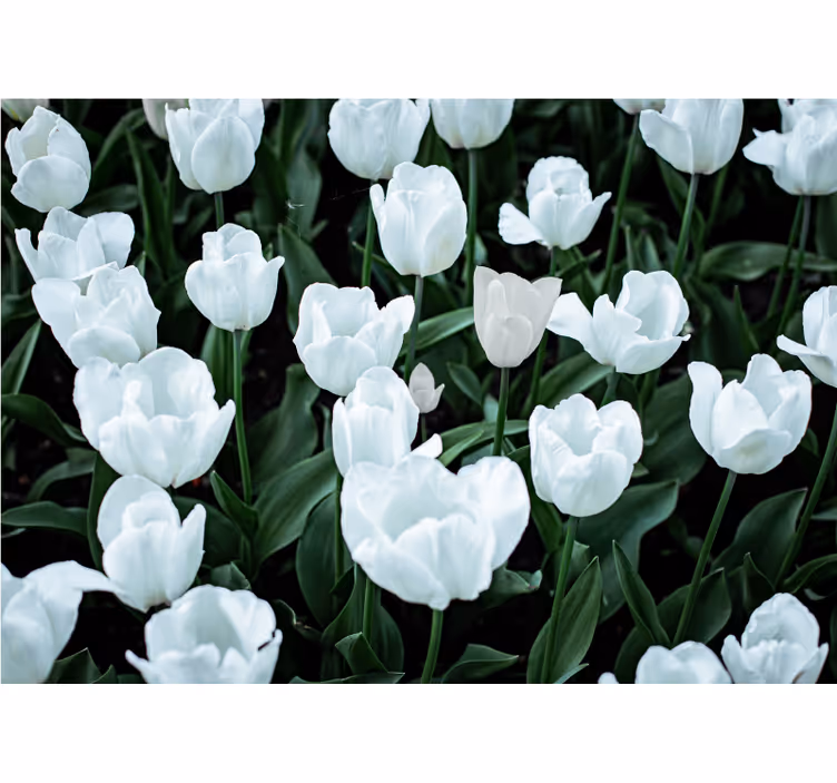 Store enrouleur bureau tulipes blanches - TenStickers