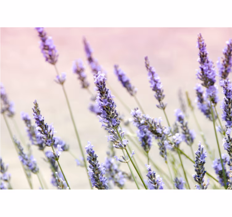 Store enrouleur bureau bouquet de fleurs violettes - TenStickers