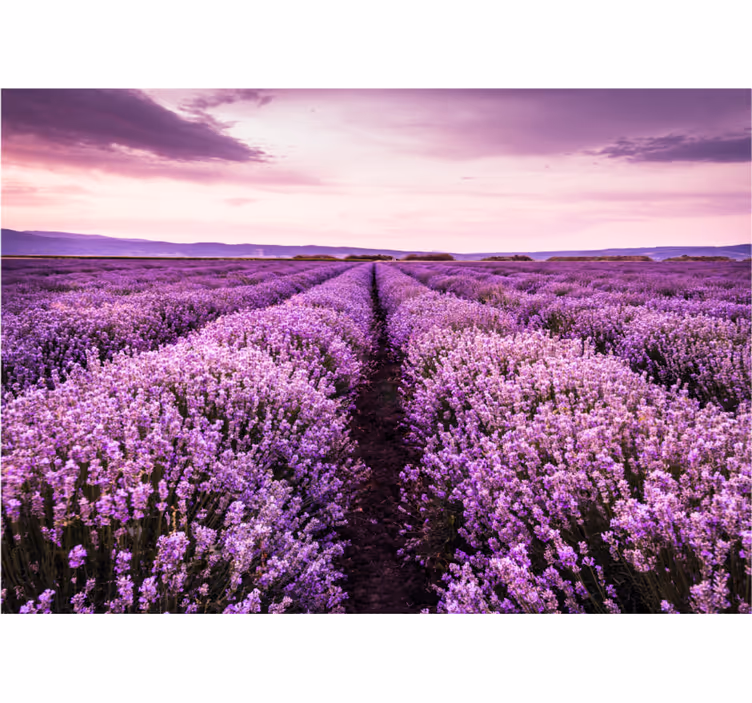 Store enrouleur bureau image violette fleurs - TenStickers