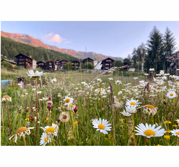 Store enrouleur bureau paysage floral de village - TenStickers