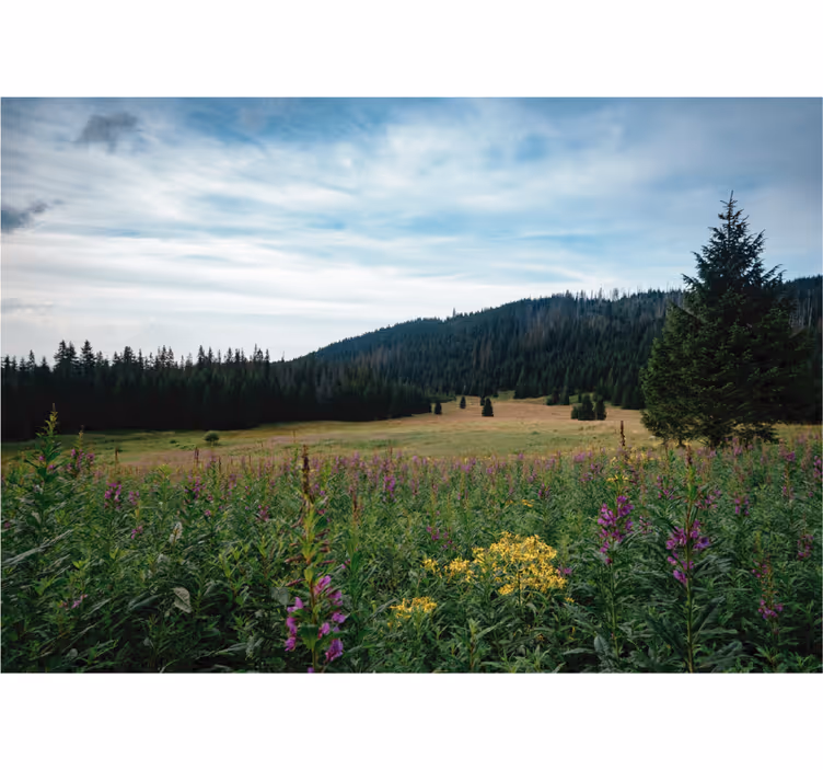 Store enrouleur bureau parc tatra au printemps - TenStickers