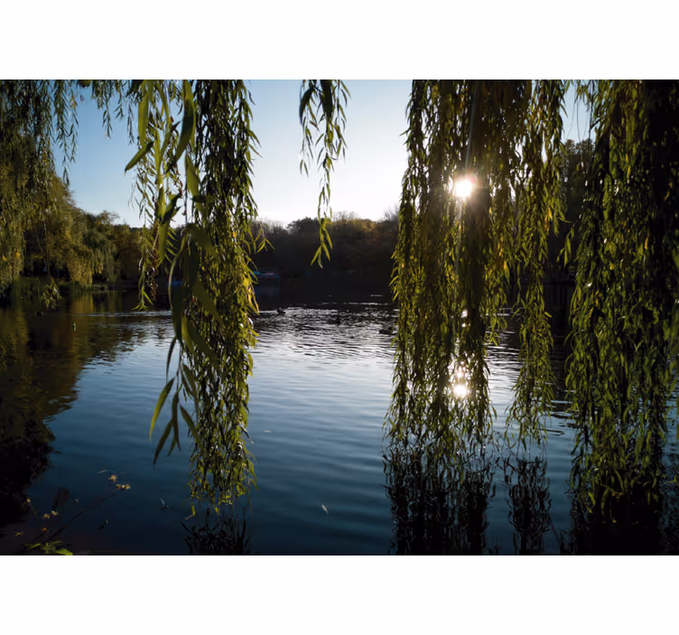 Store enrouleur bureau arbres saule polonais - TenStickers