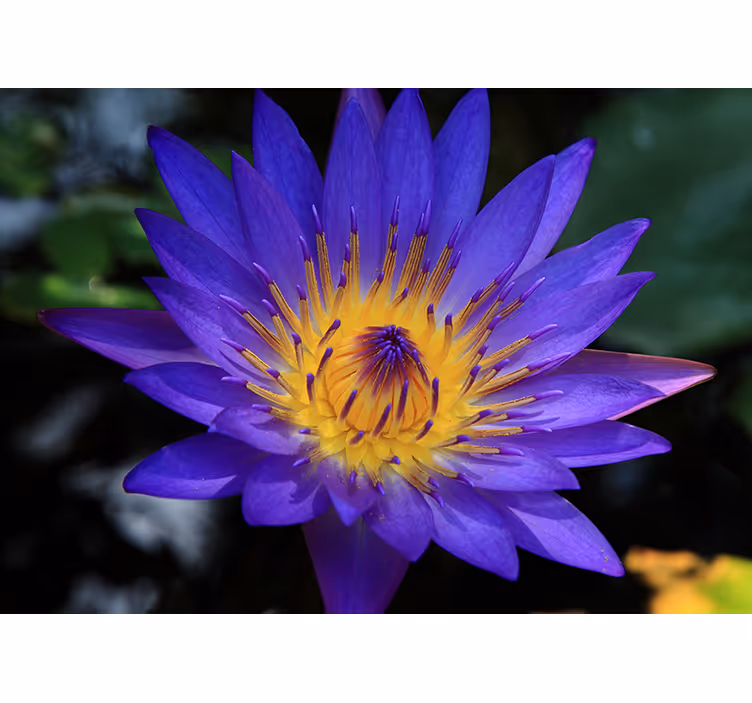 Store enrouleur bureau fleur de lotus violet - TenStickers