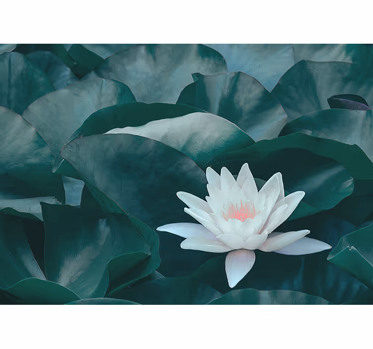 Store enrouleur bureau fleur de lotus blanche zen - TenStickers