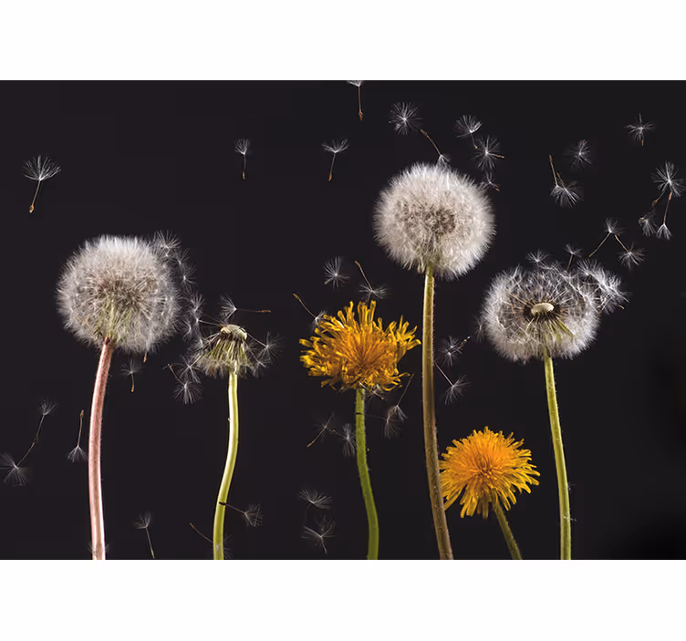 Store enrouleur bureau pissenlit nature - TenStickers