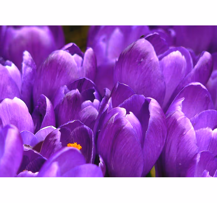 Store enrouleur bureau roses violettes - TenStickers