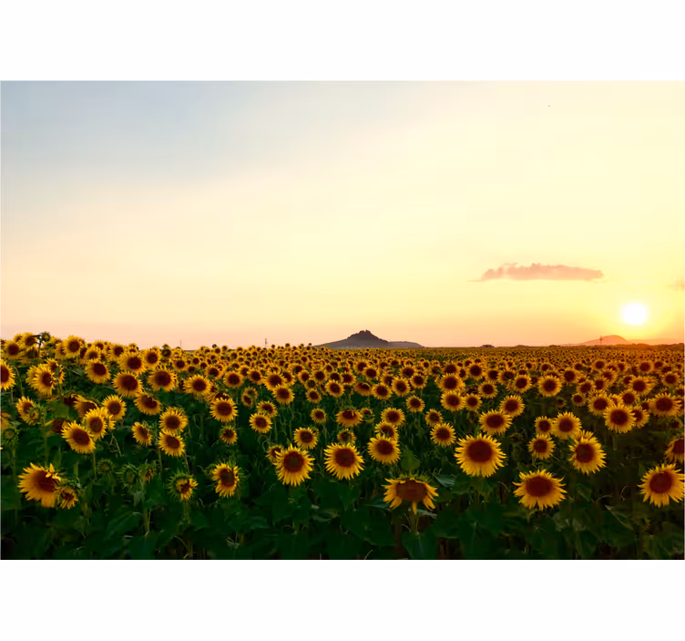 Store enrouleur bureau paysage spectaculaire avec fleurs - TenStickers