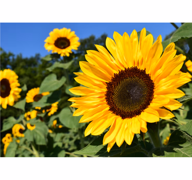 Store enrouleur bureau magnifique gros plan de tournesol - TenStickers