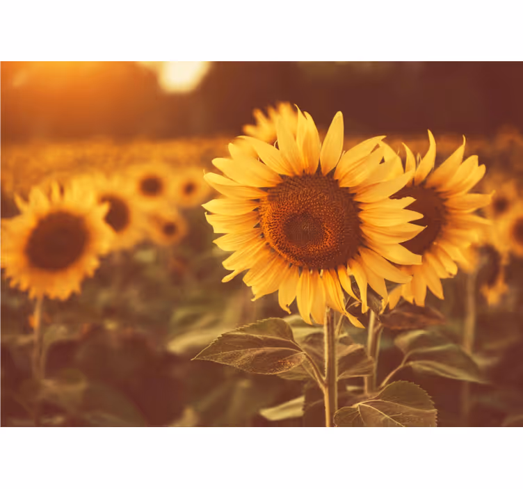 Store enrouleur bureau champ de tournesols romantique - TenStickers