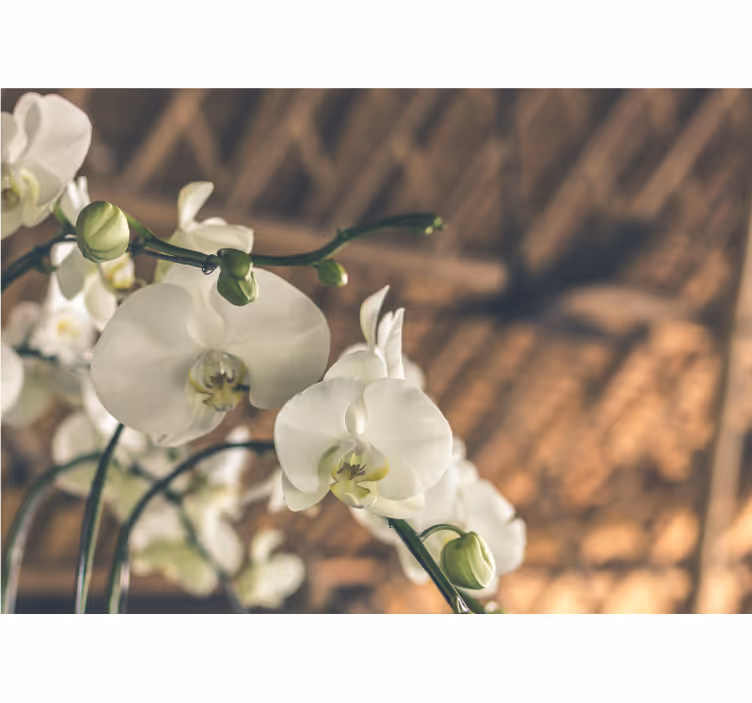 Store enrouleur bureau orchidée blanche structurée - TenStickers