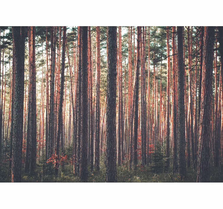 Store enrouleur bureau paysage de forêt profonde - TenStickers