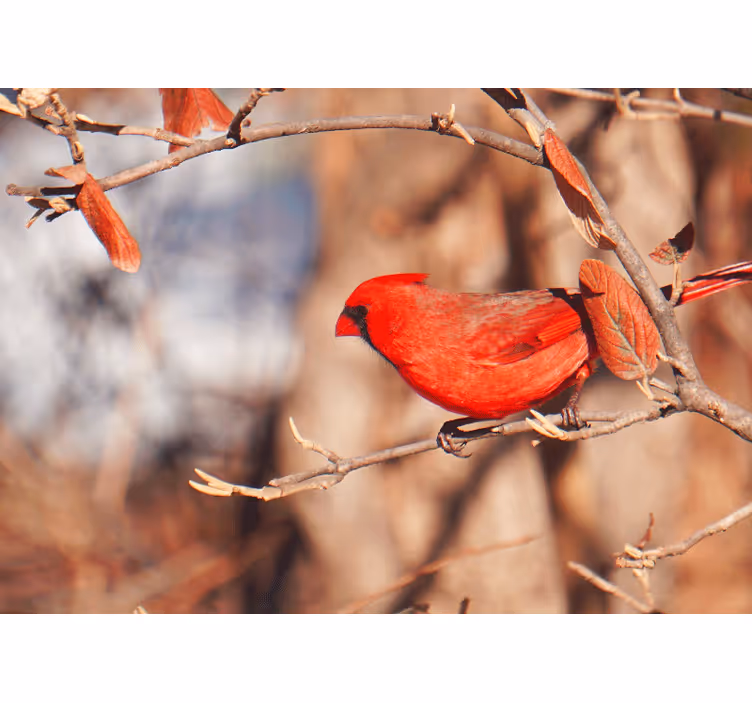 Store enrouleur bureau oiseau rouge dans les feuilles - TenStickers