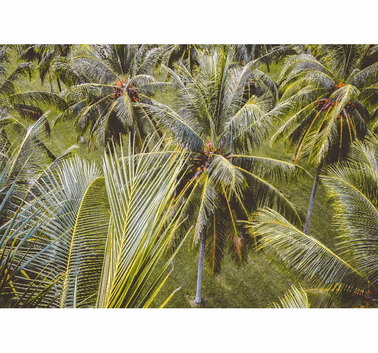 Store enrouleur bureau paysage de forêt de palmiers - TenStickers