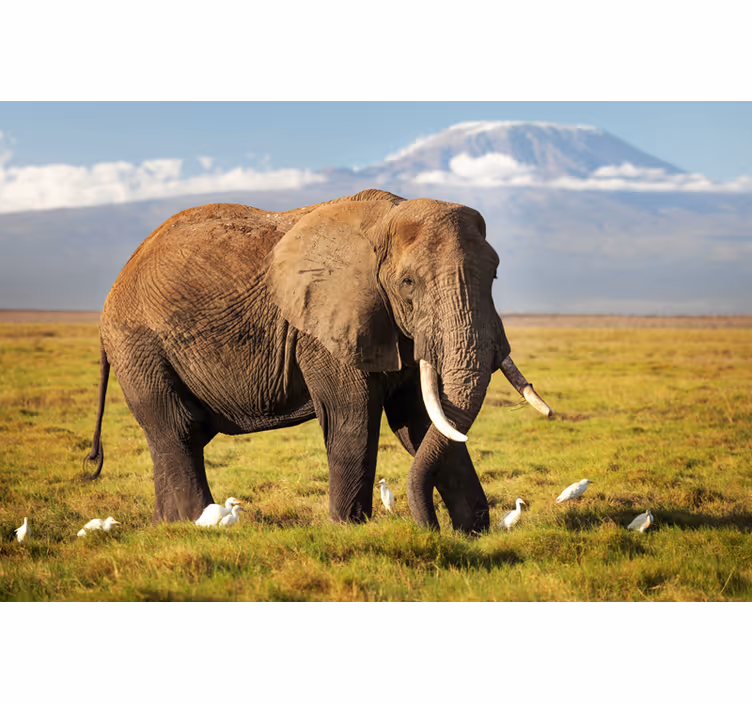 Store enrouleur bureau éléphant du kilimandjaro - TenStickers