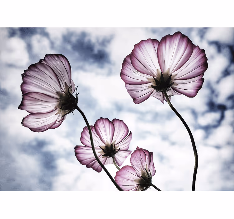 Store enrouleur bureau design de fleurs cosmos violettes - TenStickers