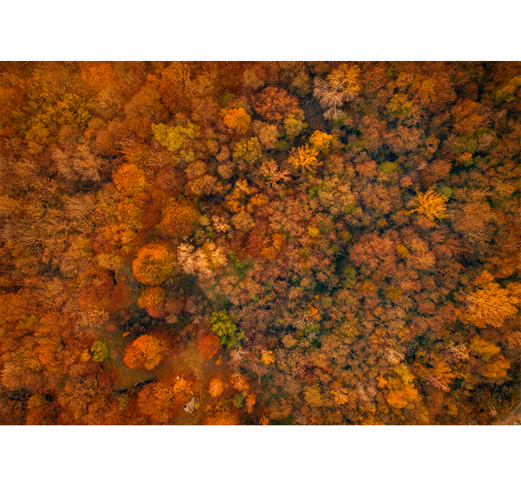 Store enrouleur bureau arbres esthétiques colorés - TenStickers