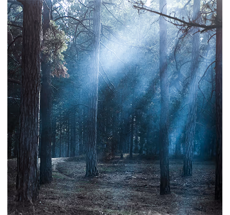 Store enrouleur bureau nature crépuscule en forêt - TenStickers