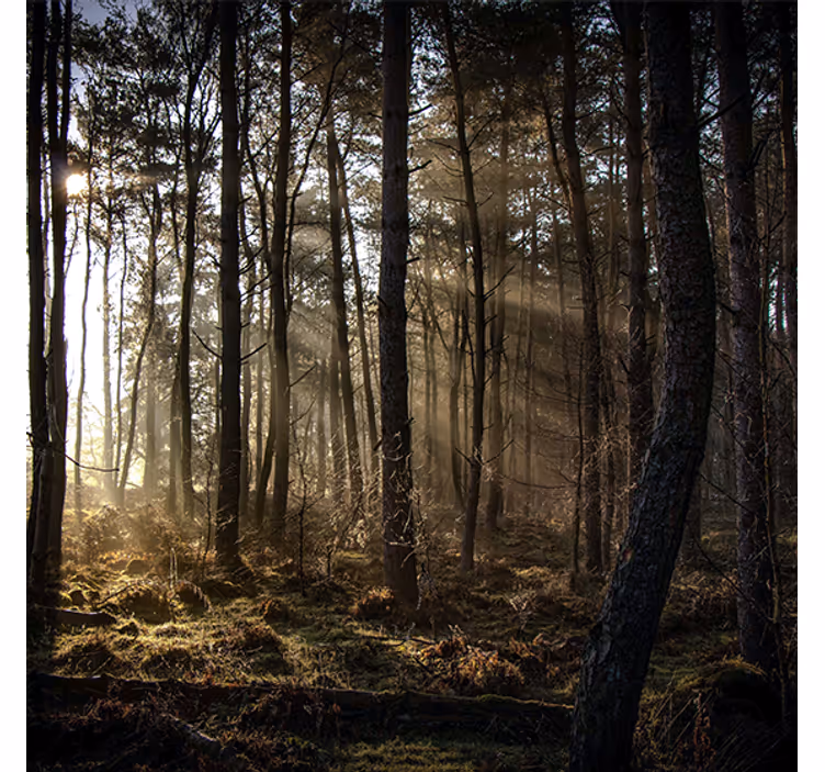Store enrouleur bureau lever de soleil en forêt - TenStickers