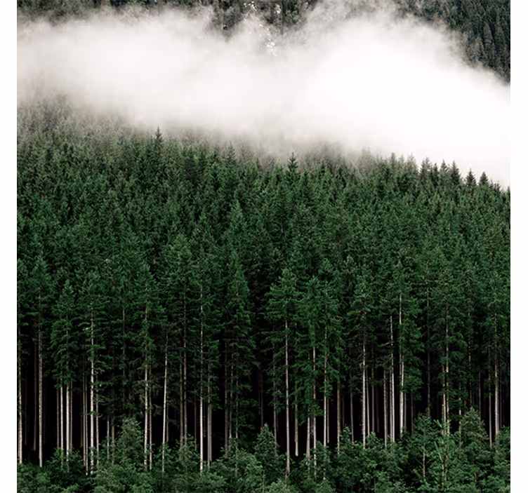 Store enrouleur bureau vue aérienne de pins naturels - TenStickers
