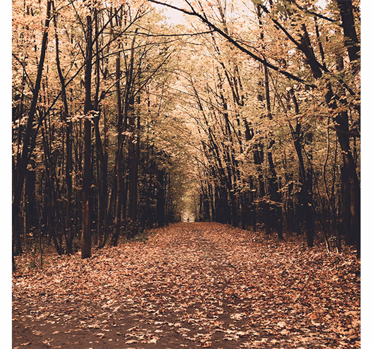 Store enrouleur bureau forêt magnifique en automne - TenStickers