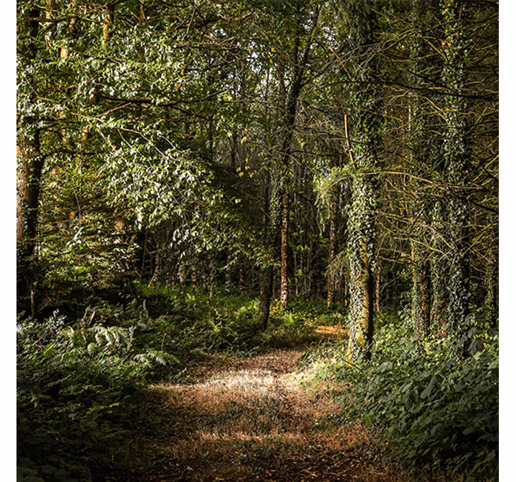 Store enrouleur bureau chemin feuillu dans la forêt - TenStickers