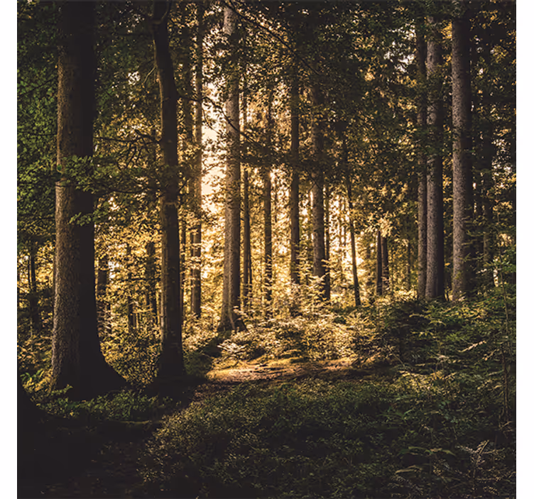 Store enrouleur bureau forêt de midi nature - TenStickers